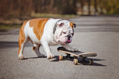 Bir kaykay üzerinde İngilizce bulldog
