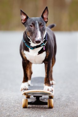 Bir kaykay üzerinde İngiliz bull terrier köpek