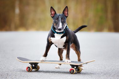 Bir kaykay üzerinde İngiliz bull terrier köpek