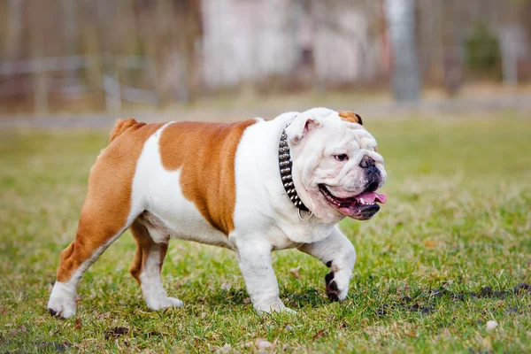 Engels bulldog buitenshuis — Stockfoto