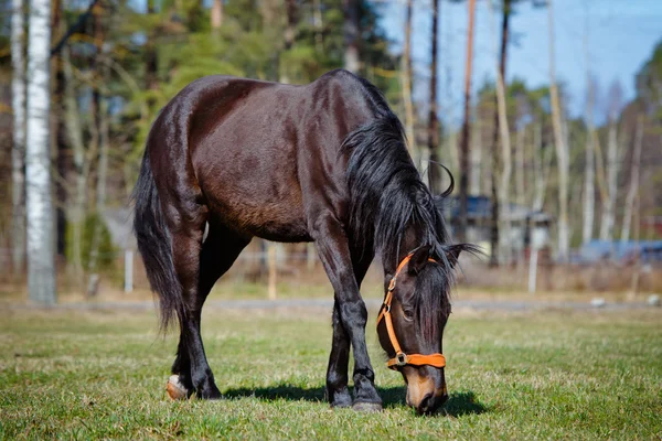 Cavalo castanho comendo grama em um campo — Fotografia de Stock