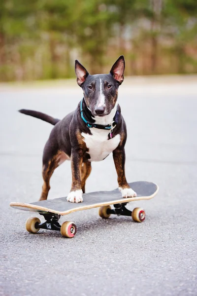Anglický bulteriér pes na skateboardu — Stock fotografie
