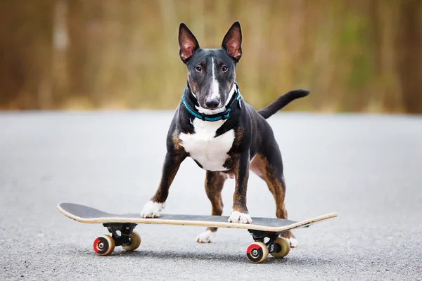 English bull terrier dog on a skateboard — Stock Photo, Image