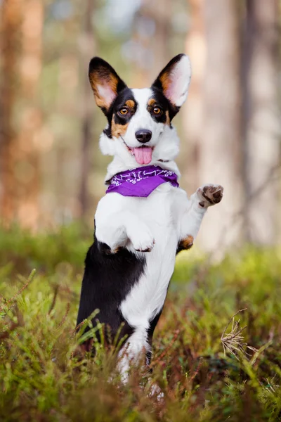 Cardigan de corgi galês cão ao ar livre — Fotografia de Stock