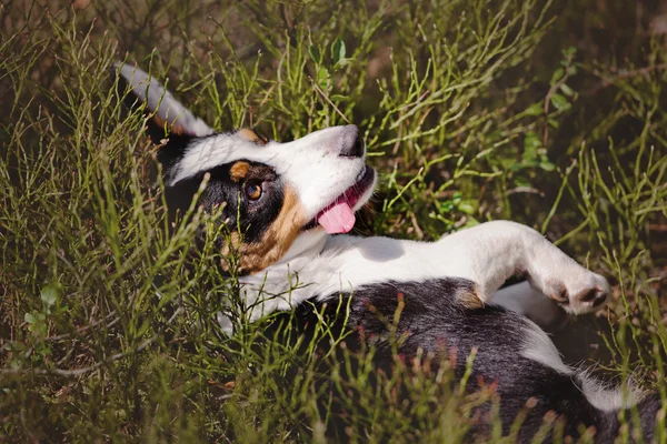 Welsh corgi cardigan hund utomhus — Stockfoto