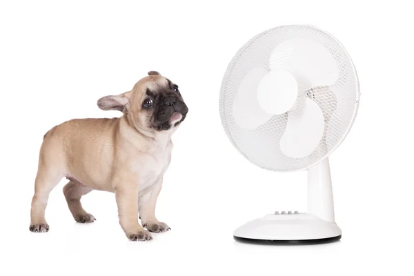 Bulldog francés cachorro delante de un ventilador — Foto de Stock