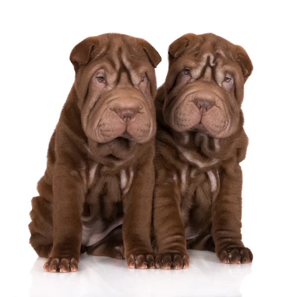 Shar pei puppies op wit — Stockfoto