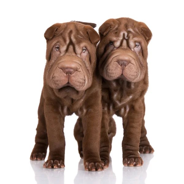 Shar pei valpar på vit — Stockfoto