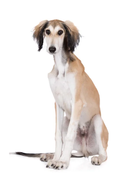 Saluki štěně sedící na bílém pozadí — Stock fotografie