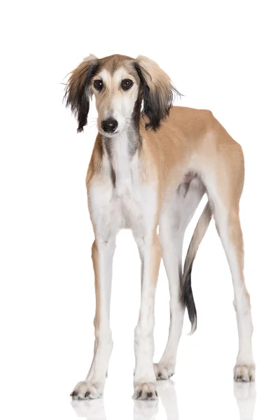 Adorabe saluki filhote de cachorro no estúdio — Fotografia de Stock