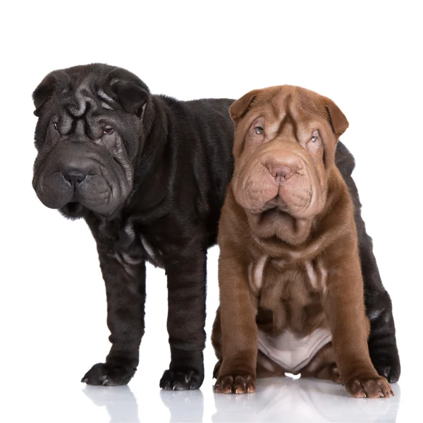 Shar pei valpar på vit — Stockfoto