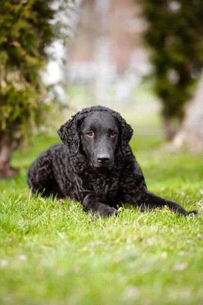 Siyah kıvırcık retriever köpek açık havada kaplı — Stok fotoğraf