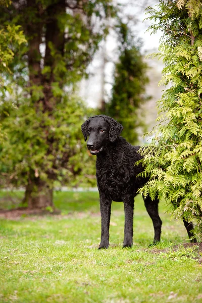 Negro rizado perro recuperador recubierto al aire libre —  Fotos de Stock