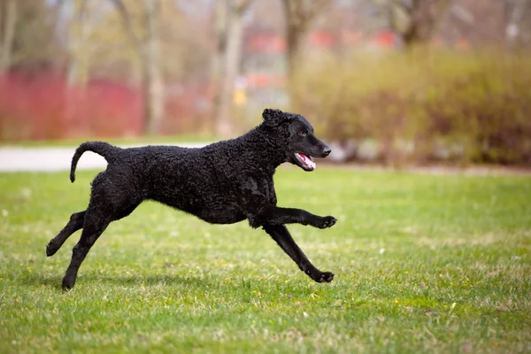 Nero riccio rivestito cane da recupero all'aperto — Foto Stock