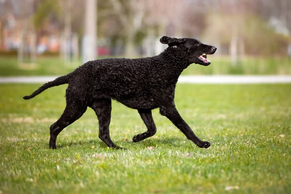 Negro rizado perro recuperador recubierto al aire libre — Foto de Stock