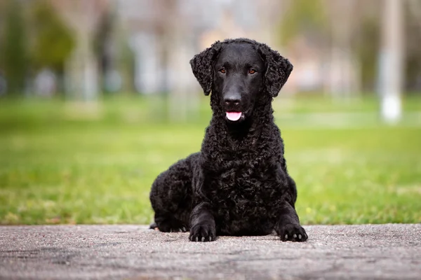 Nero riccio rivestito cane da recupero all'aperto — Foto Stock