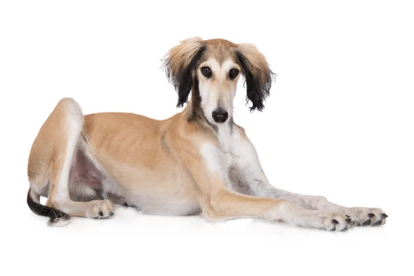 Adorabe saluki puppy in the studio — Stock Photo, Image