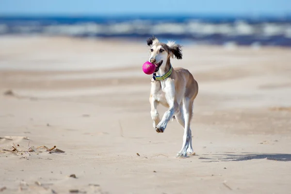 5 měsíců starý saluki štěně na pláži — Stock fotografie