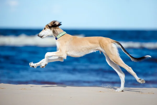 5 měsíců starý saluki štěně na pláži — Stock fotografie