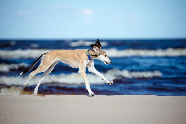 5 měsíců starý saluki štěně na pláži — Stock fotografie