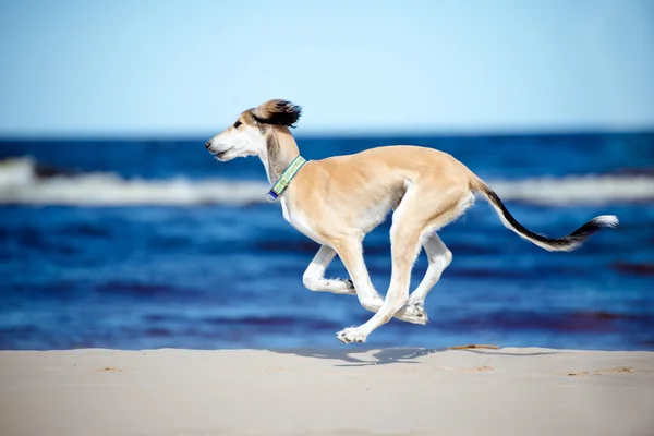 5 měsíců starý saluki štěně na pláži — Stock fotografie
