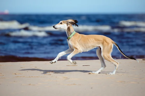 5 hónapos saluki kiskutya a strandon — Stock Fotó