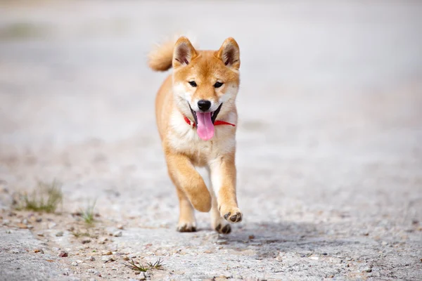 红 shiba inu 小狗户外 — 图库照片