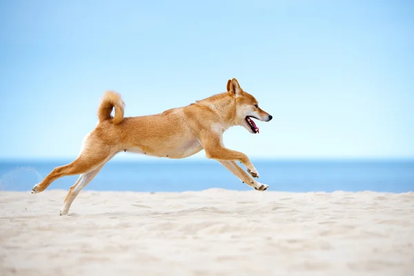 Cachorrinho shiba-inu vermelho ao ar livre — Fotografia de Stock