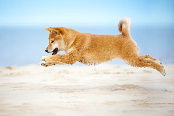 Red shiba-inu puppy outdoors — Stock Photo, Image