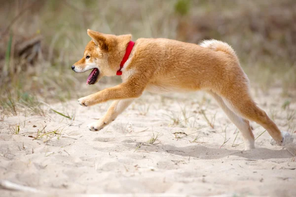 Červené shiba-inu štěně venku — Stock fotografie