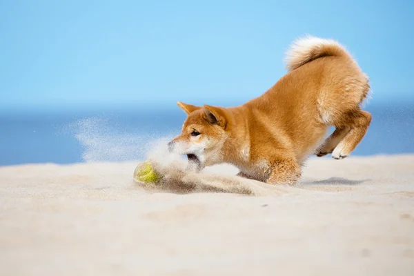 Red Shiba-inu cucciolo all'aperto — Foto Stock