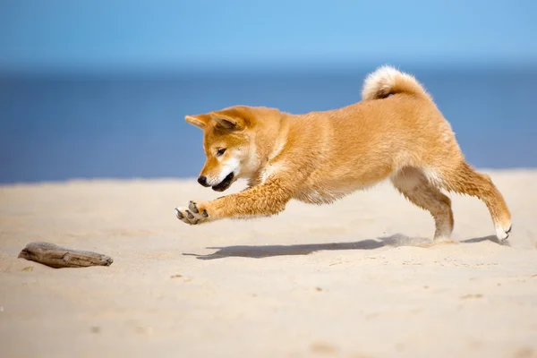 Red shiba-inu puppy outdoors — Stock Photo, Image