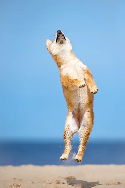 Kırmızı shiba Inu köpek yavrusu açık havada — Stok fotoğraf