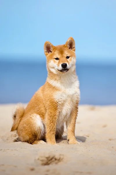 Czerwony shiba-inu szczeniak na zewnątrz — Zdjęcie stockowe