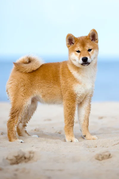 Kırmızı shiba Inu köpek yavrusu açık havada — Stok fotoğraf