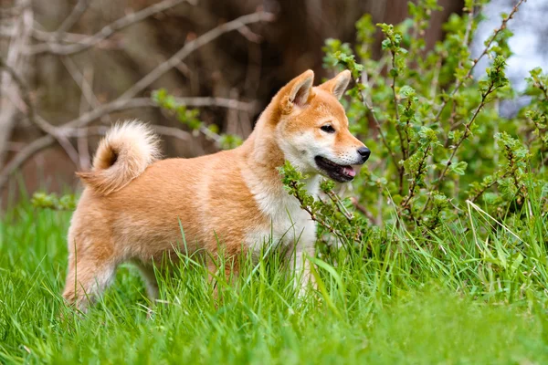 Kırmızı shiba Inu köpek yavrusu açık havada — Stok fotoğraf