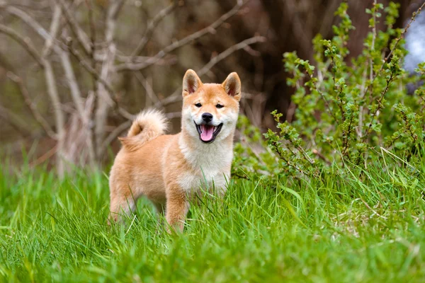 Red shiba-inu puppy outdoors — Stock Photo, Image