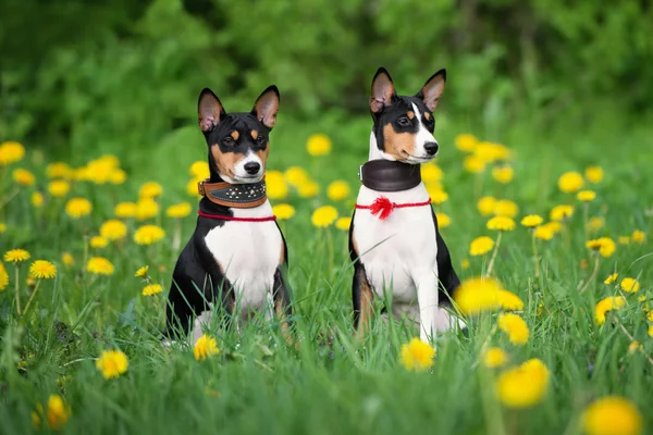 Cãozinho Basenji ao ar livre — Fotografia de Stock