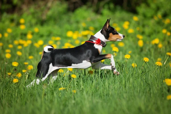 Basenji κουτάβι σε εξωτερικούς χώρους — Φωτογραφία Αρχείου