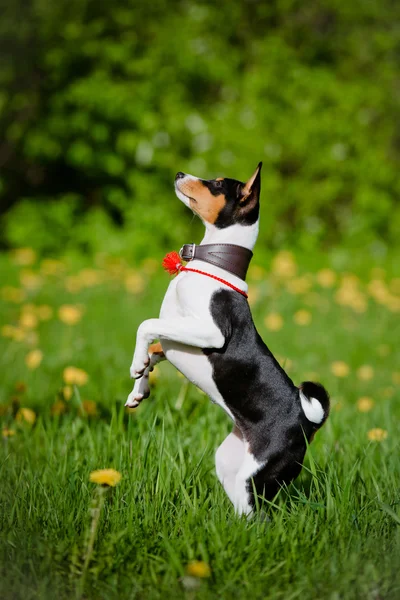 在户外的犬小狗 — 图库照片