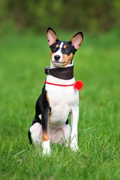 Basenji valp utomhus — Stockfoto