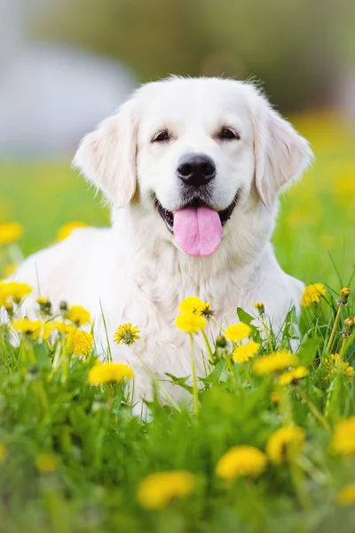 Golden retriever cão no campo de dentes-de-leão — Fotografia de Stock