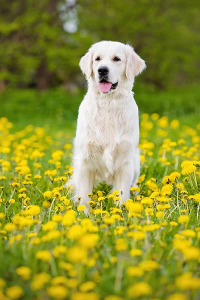 Golden retriever dog in dandelions field — Stock Photo, Image