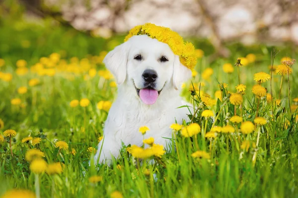 Golden retriever dog in dandelions field — Stock Photo, Image