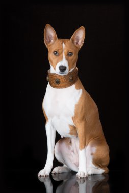alçaklık köpek