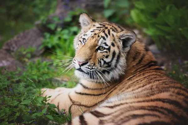 Jonge amur tijger — Stockfoto