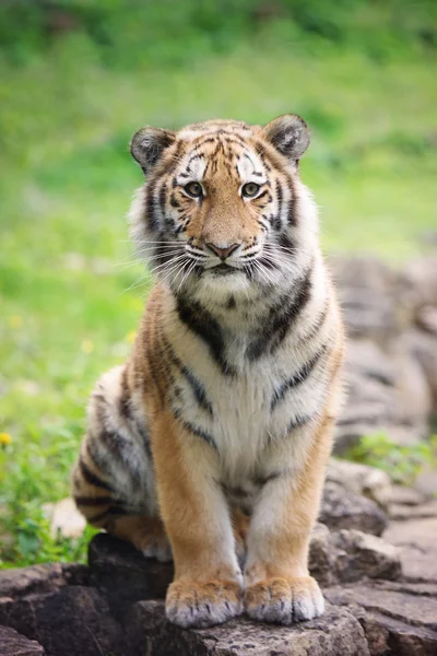 Jonge amur tijger — Stockfoto