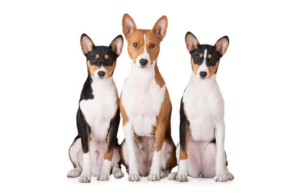 Basenji dog — Stock Photo, Image