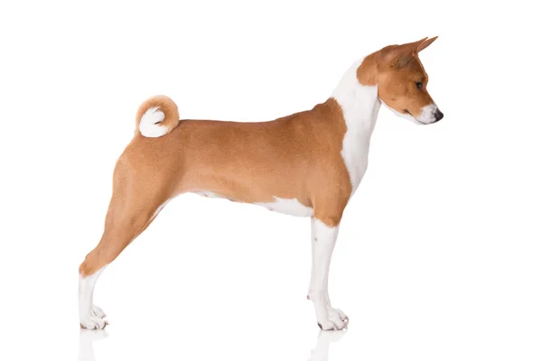 Cane Basenji — Foto Stock