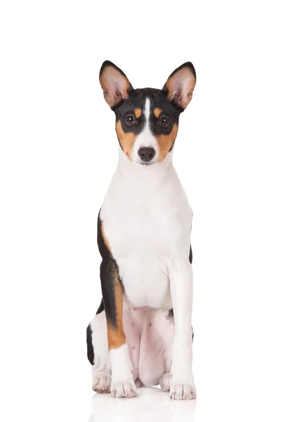美しいバセニー犬 — ストック写真